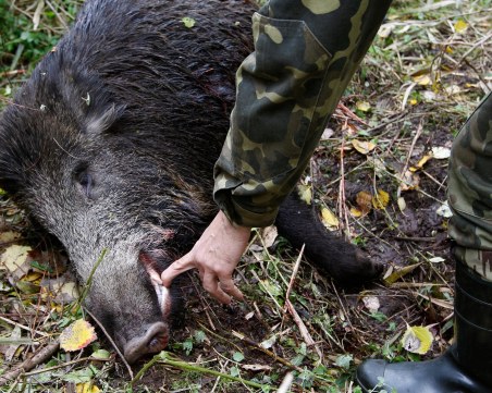 Голяма хайка за бракониери край Ракитово след сигнали за лов на диви прасета