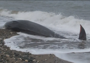 Телата на девет кита бяха открити безжизнени във водите край