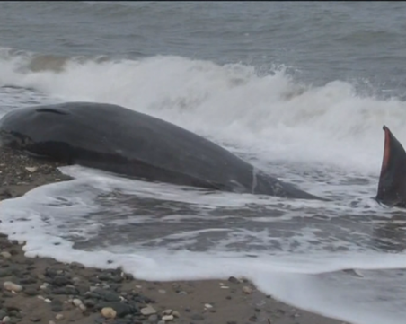 Откриха мъртви китове край Кипър