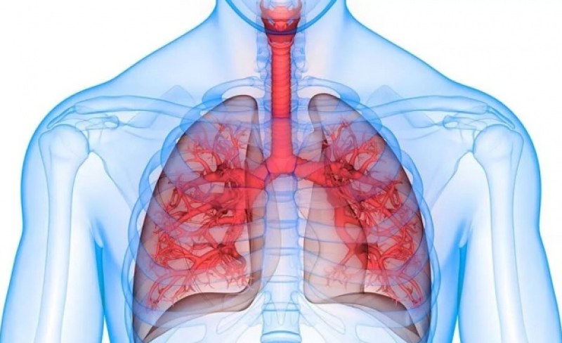 Учени от университета в Сидни идентифицираха протеин в белите дробове