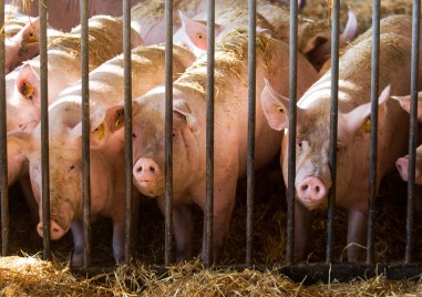 Хонконг съобщи за огнище на африканска чума по свинете АЧС