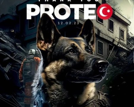 Мексиканското куче спасител Протео загина при доброволческа мисия в Турция