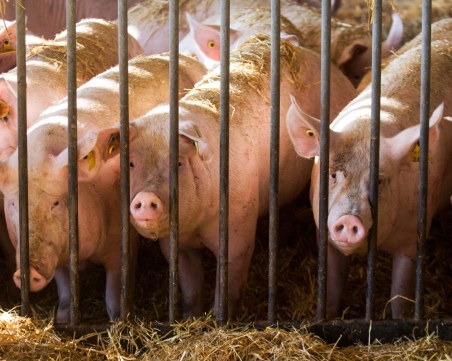 Откриха огнище на африканска чума по свинете във ферма в Китай