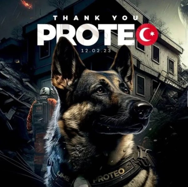 Кучето Протео, изпратено на доброволческа мисия в Турция заедно със