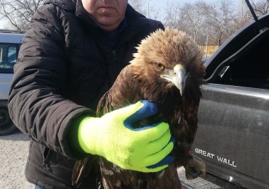 Пловдивчанин спаси серозно пострадал кралски орел Мъжът е открил бедстващата