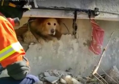 Спасиха куче изпод руините в Антакия Турция предаде Ройтерс Животното
