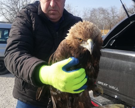 Пловдивчанин спаси скален орел, пострадал след токов удар