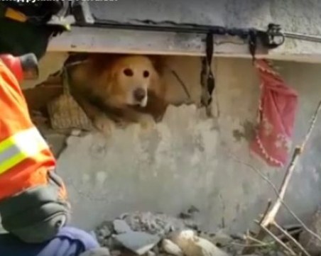 Спасиха куче изпод руините в Антакия