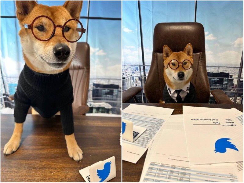 Илон Мъск „назначи” куче за главен изпълнителен директор на Twitter