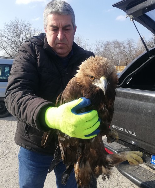 Пловдивчанин спаси скален орел, пострадал след токов удар