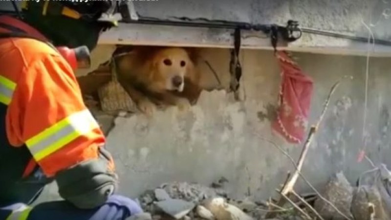 Спасиха куче изпод руините в Антакия, Турция, предаде Ройтерс. Животното