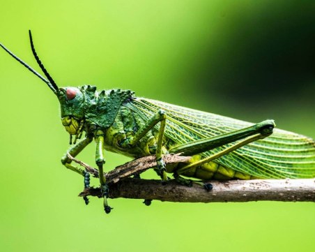 БАБХ: Ако има насекоми в храната, на етикета ще бъде упоменато
