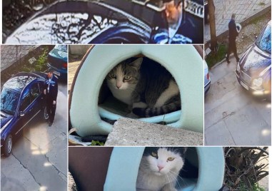 Нова къщичка иглу за бездомно коте в Пловдив бе открадната