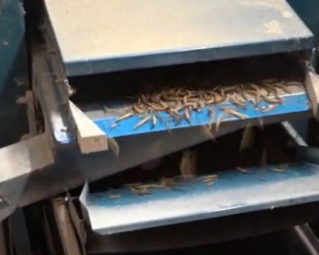 Как българско семейство отвори случайно ферма за насекоми?