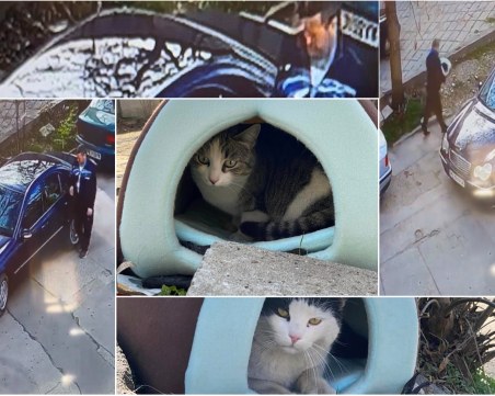 Срам и позор! Пловдивчанин с мерцедес открадна къщичка на бездомно коте