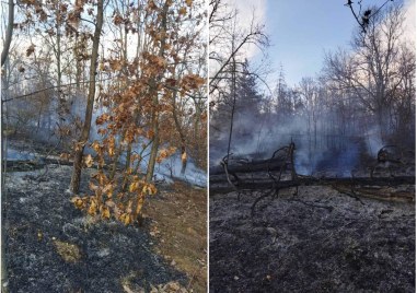 Над 30 декара млада борова гора е унищожена при възникнал