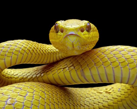 Австралийски учени с ново откритие за змиите