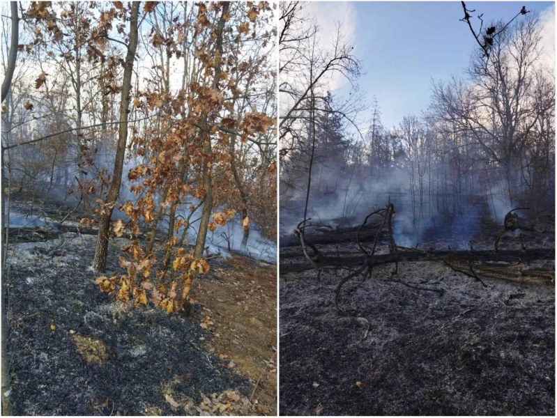 Над 30 декара млада борова гора е унищожена при възникнал