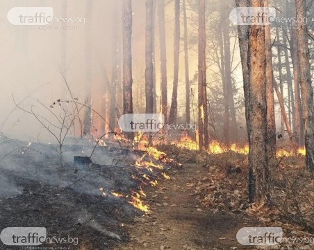 Голям горски пожар бушува край Старосел