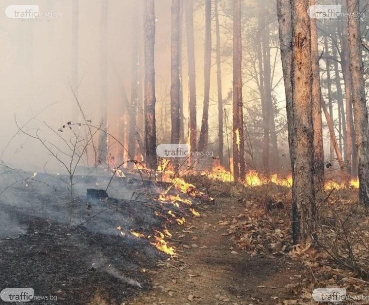 Голям горски пожар бушува край Старосел