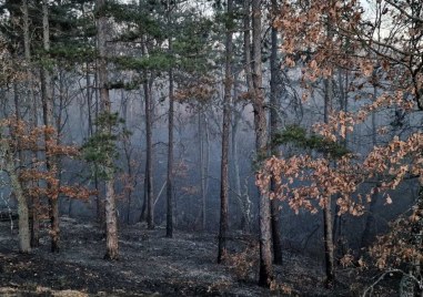 Огнената стихия бушувала в горския фонд край хисарските села снощи