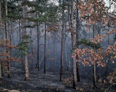 Огромни щети след пожара в хисарските села, огънят погълна кравеферма