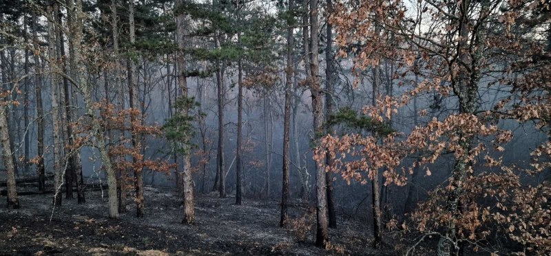 Огнената стихия, бушувала в горския фонд край хисарските села снощи,