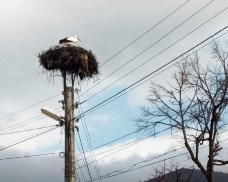 Първи щъркел пристигна и в Карловско