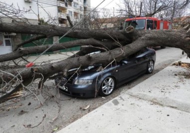 Дебело дърво падна и премаза спрял автомобил в Харманли Инцидентът