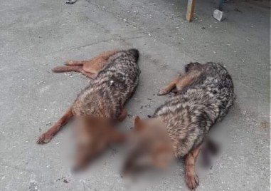 Два убити чакала са били зарязани от ловци на улицата