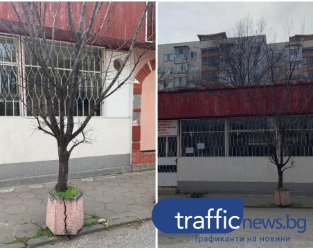 Дърво, 