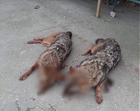 Ловци от пловдивско село убиха чакали и ги зарязаха на улицата