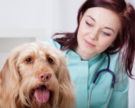 Ето кои са животните, които могат да откриват индикации за рак