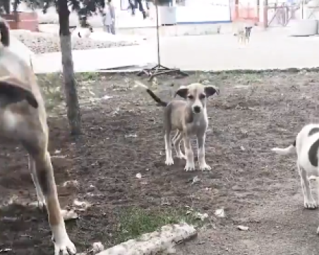 Чернобилските кучета вече са генетично различни от другите по света