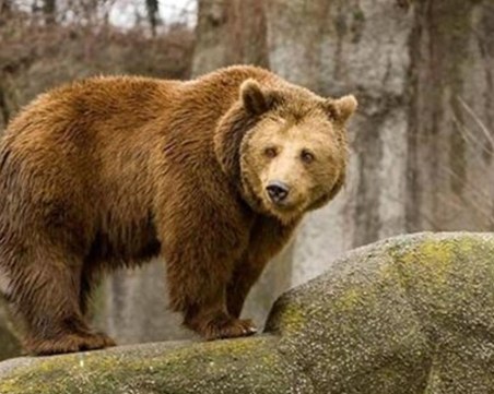 От началото на годината: 10 нападения от мечки в Родопите