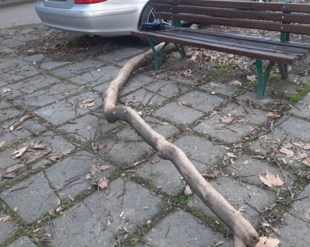 Грамаден клон се стовари до пейка в Пловдив