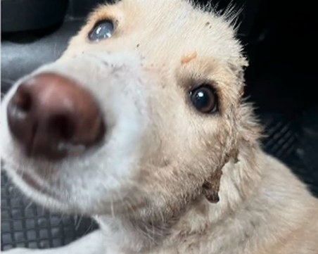 Намериха куче на няколко месеца с отрязани уши в София