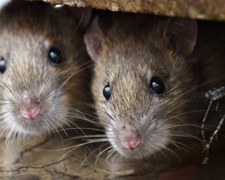 Развъждането на плъхове и хлебарки край Пловдив се отлага... засега!