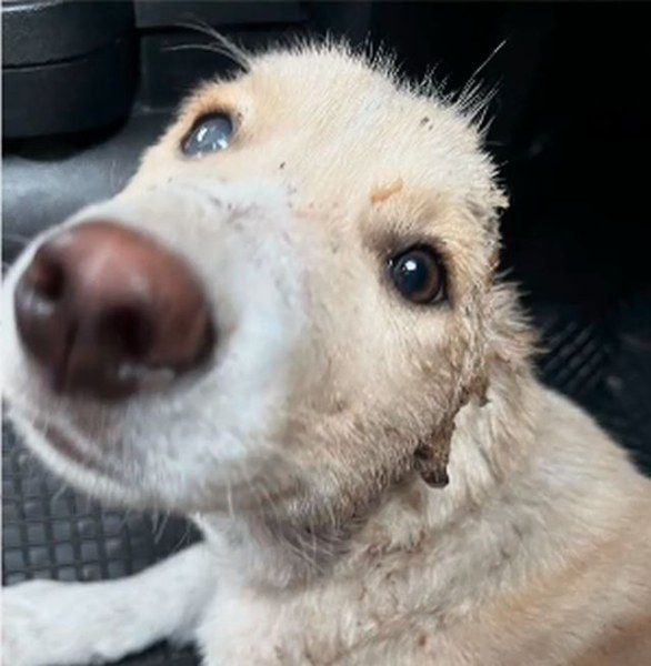 Намериха куче на няколко месеца с отрязани уши в София