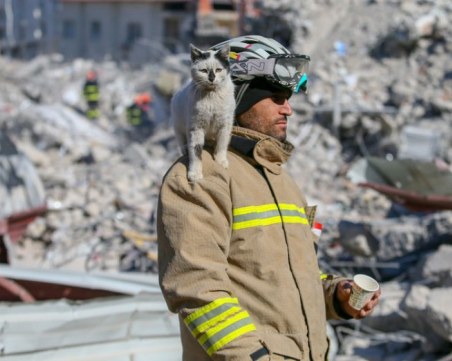 Месец след труса: Намериха оцеляла котка под руините на турска сграда