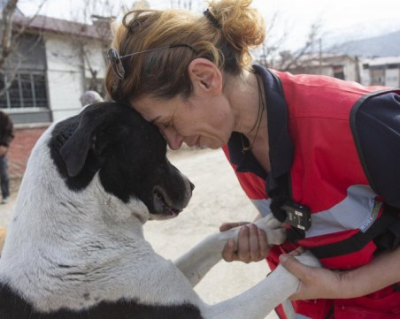 Как да помогнем на животни при бедствия