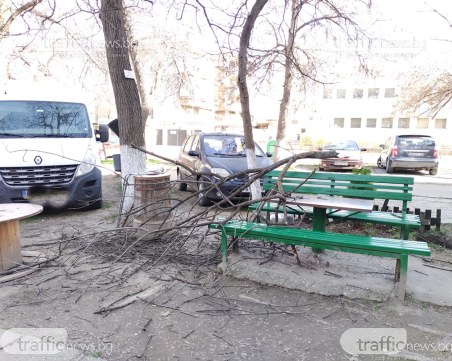 Счупен клон падна върху дете в Кючука