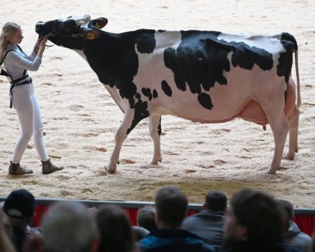 Конкурс за красота: 100 крави се бориха за короната на „Мис Източна Фризия