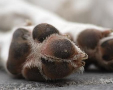 Зверство: Младежи застреляха куче на пътя за Цигов чарк