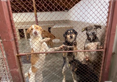 Пловдивският общински приют за безпризорни животни Приятели завинаги търси доброволци