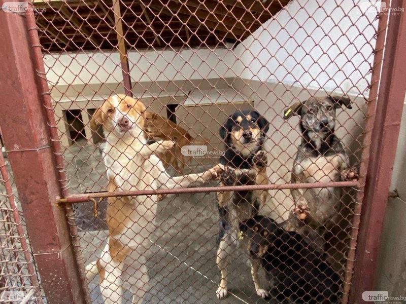 Търсят доброволци за тренировки на кучета в пловдивския приют „Приятели завинаги”