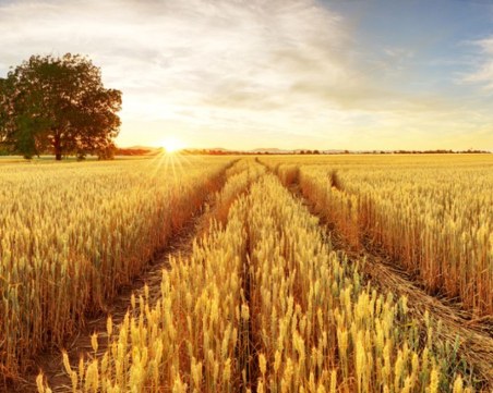 ЕК одобри 109 млн. евро подкрепа за земеделците ни заради войната в Украйна