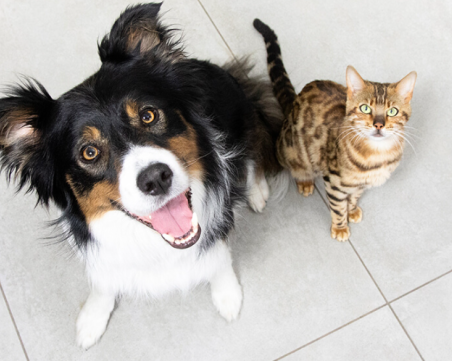 Могат ли кучетата и котките да бъдат приятели?