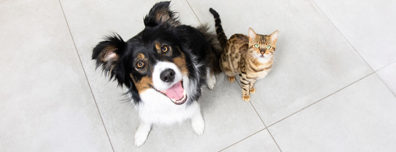 Могат ли кучетата и котките да бъдат приятели?