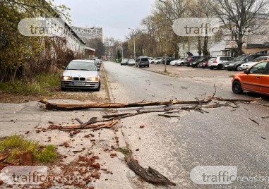Първа мощна пролетна буря връхлетя Пловдив Силен вятър се изви